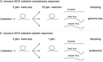 Pronounced Plastic and Evolutionary Responses to Unpredictable Thermal Fluctuations in Drosophila simulans